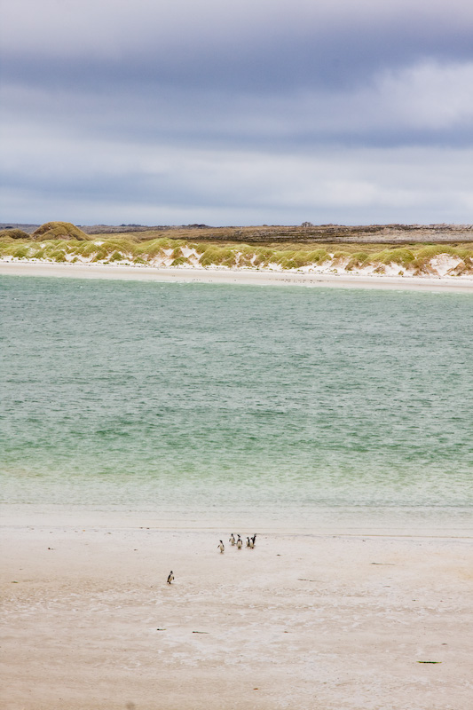 Magellanic Penguins On Beach